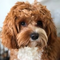 Heston, a small brown and white dog.