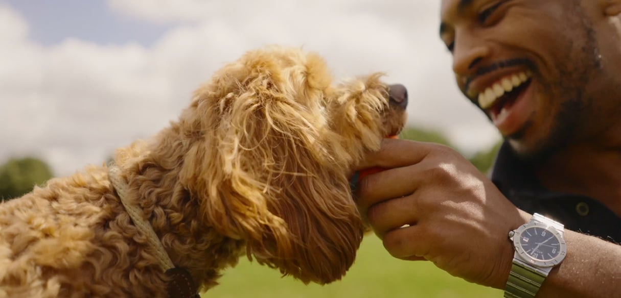 Pet owner happily playing with dog, symbolizing healthy and protected pets
