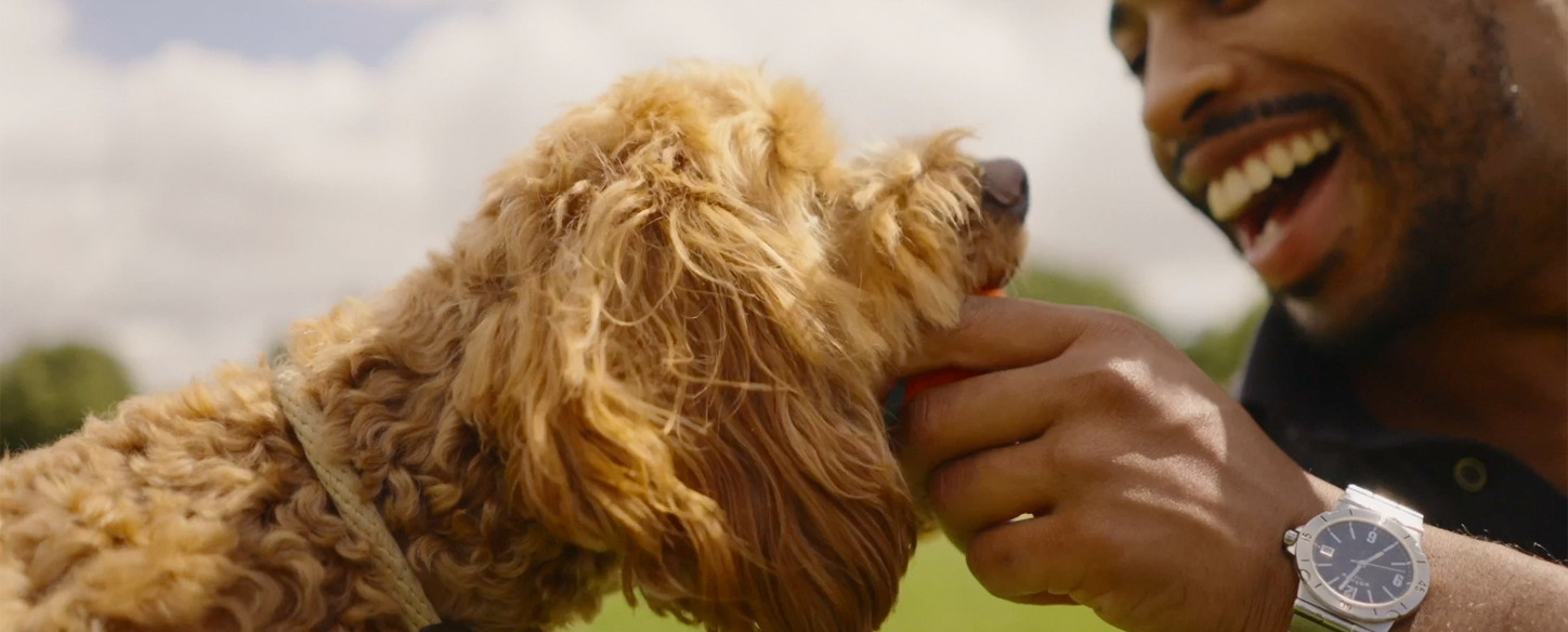 Pet owner happily playing with dog, symbolizing healthy and protected pets