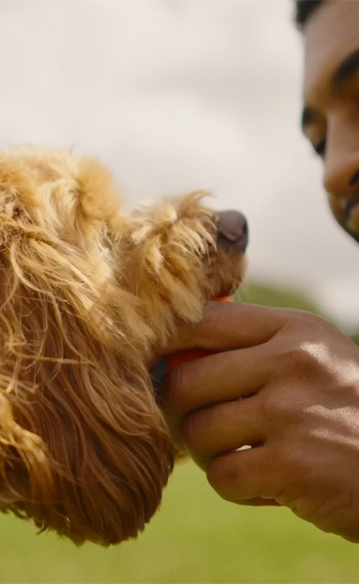 Pet owner happily playing with dog, symbolizing healthy and protected pets