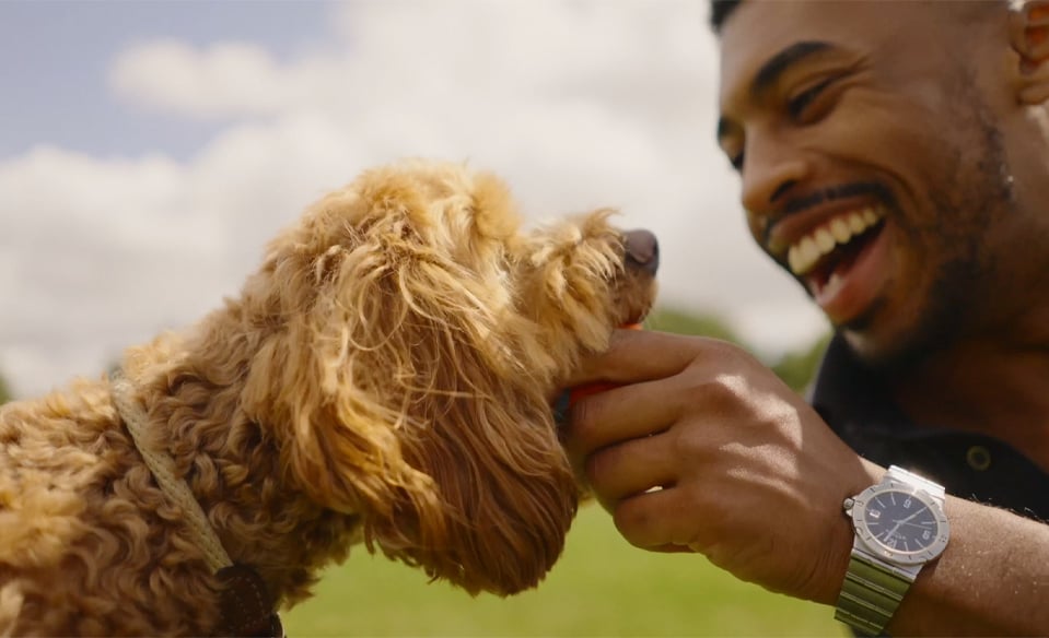 Pet owner happily playing with dog, symbolizing healthy and protected pets